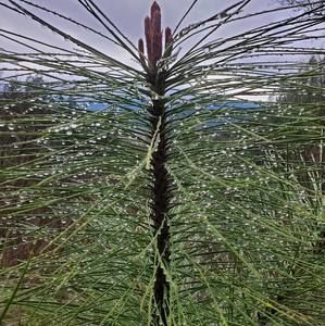 Meet your Posher, Patty